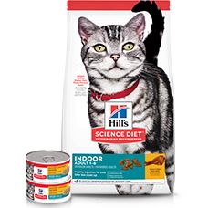 hills cat food kitten