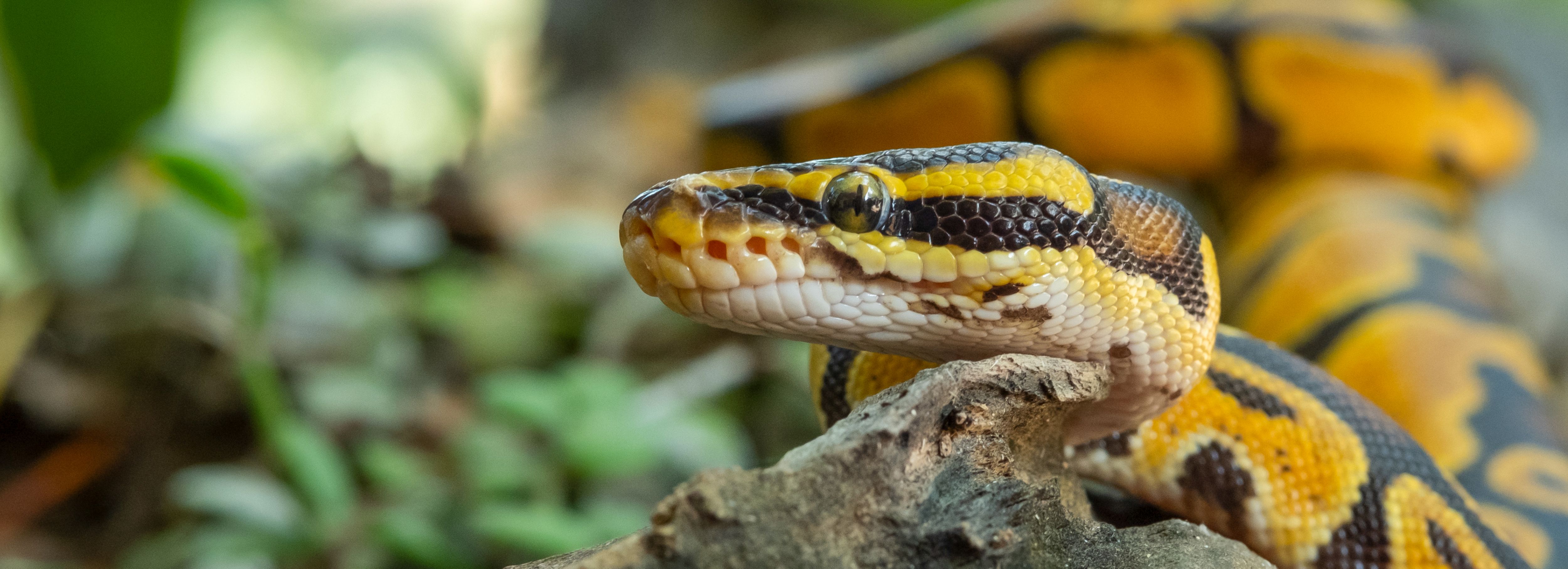 Snake Owning 101: Heat, Humidity, and Habitat