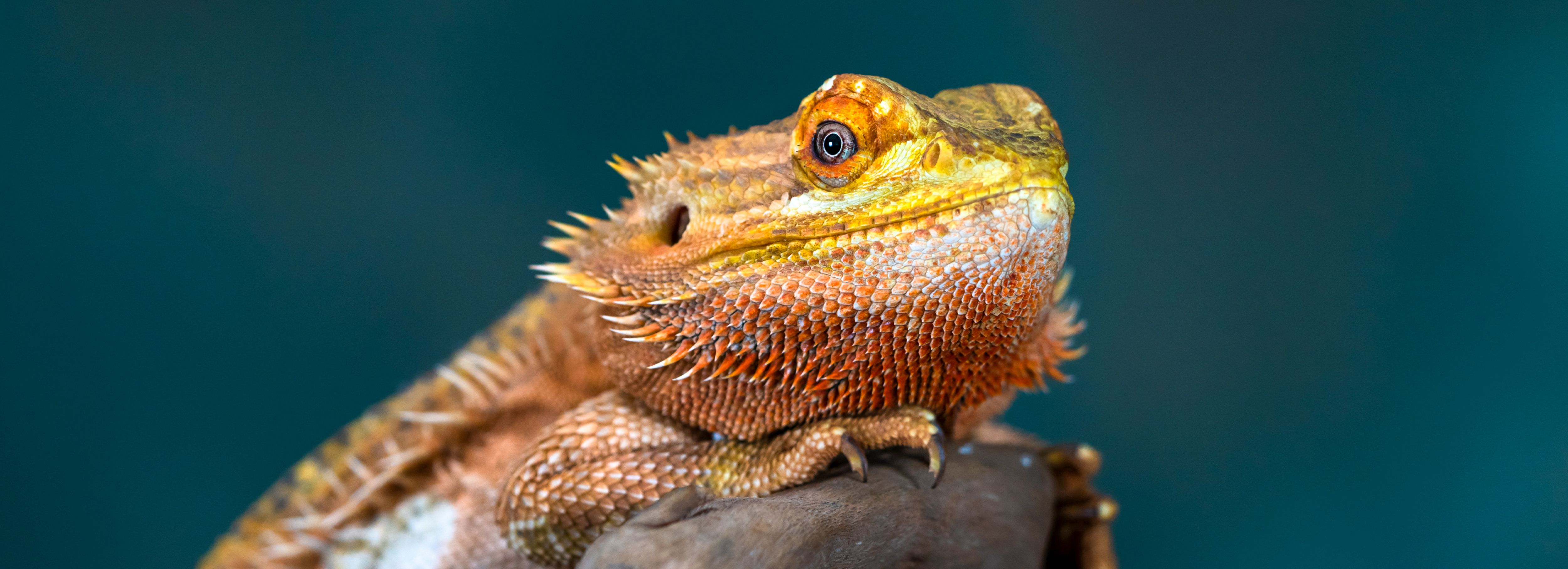 Best place to buy lizards clearance online