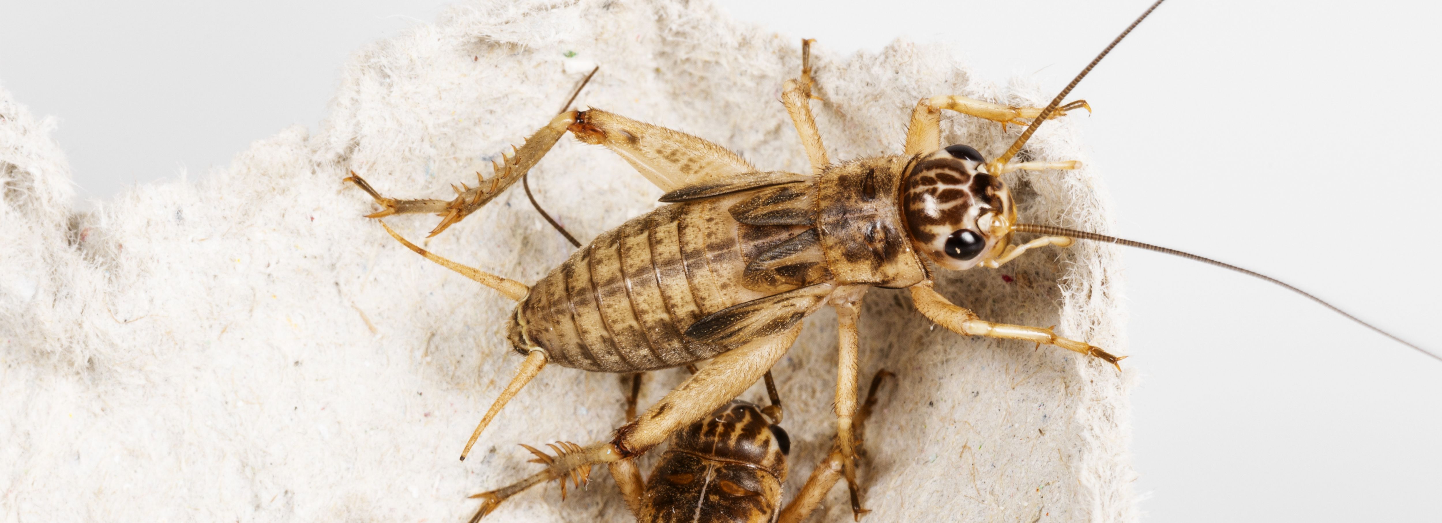 Live crickets, Live feeder insects