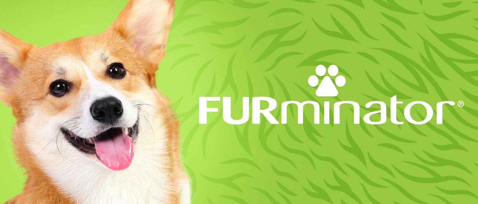 How Often Should You Furminate Your Dog