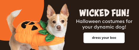 Wicked Fun Halloween costumes for your dynamic dog!