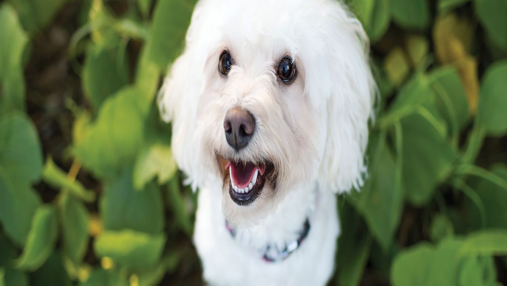 Article Hero Image - White Puppy Sitting On Green Leaves