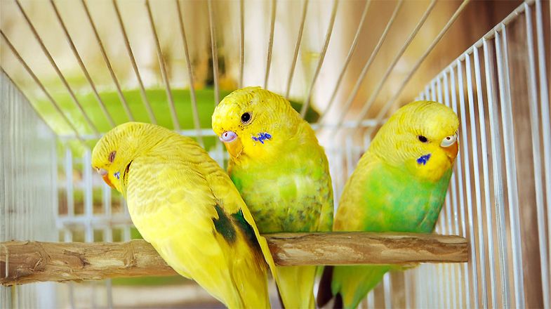 Parakeet Care Guide