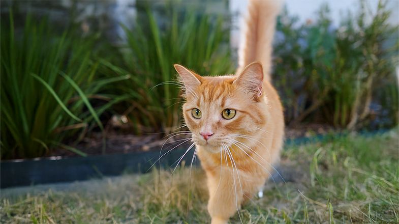 The Differences Between Natural and Organic Cat Food