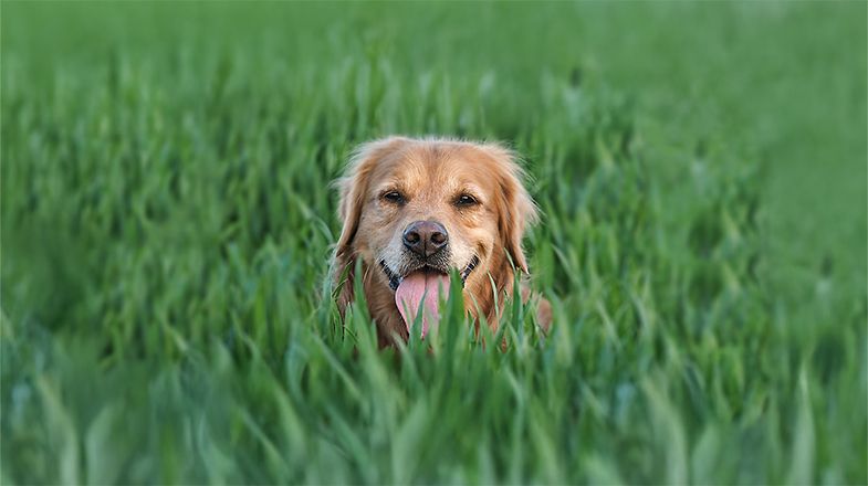 Is My Pet Stressed?