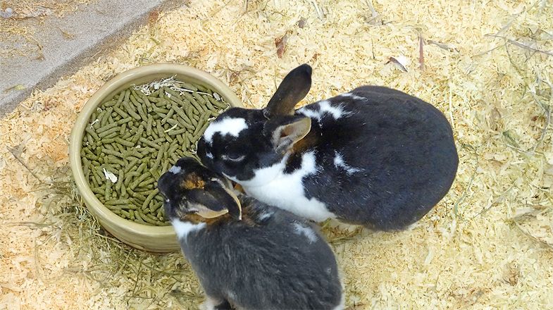 All About: Rabbit Food Pellets