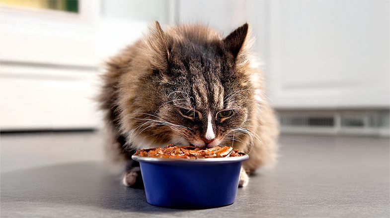 How to Read a Cat Food Label