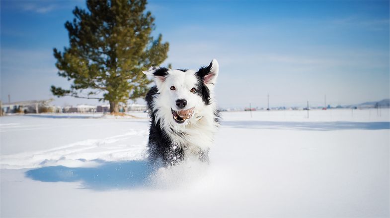 Winter Pet Safety: Keeping Warm & Healthy
