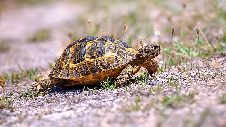 One Tortoise with a black and yellow shell