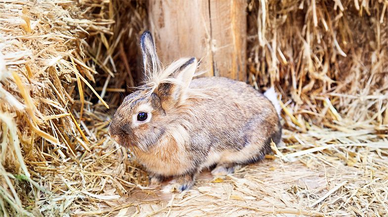 What to Feed My Pet Rabbit