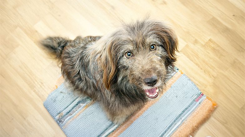 Indoor Dog Activities & Training Tips for Your Pup
