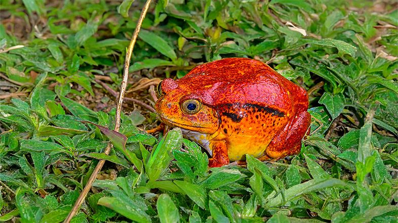 A Set-up Guide for New Chubby and Tomato Frogs