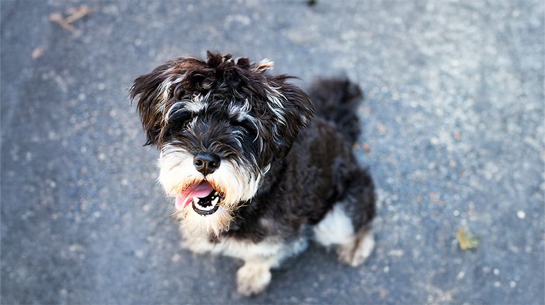 What Kind of Coat Does My Dog Have?