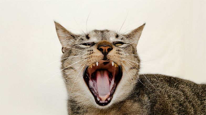 5 Tips for Healthy Cat Teeth