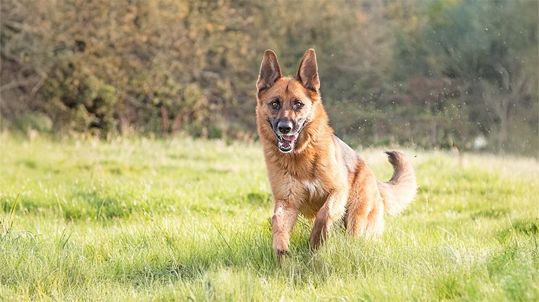 A Guide to Supporting Your Dog's Hip and Joint Health