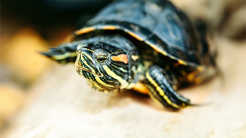 How Much Heat and Light Do Reptiles & Amphibians Need?