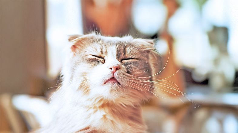 When to Buy Cat Food for Allergies & Sensitive Stomachs