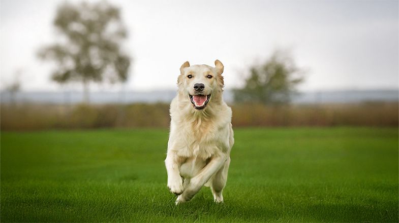 Living Large: Nutrition for Big Dogs