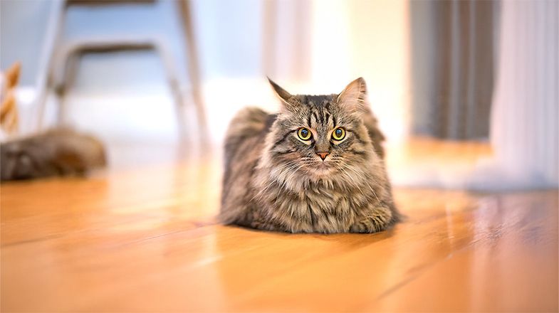 How to Help Calm Your Cat's Anxiety