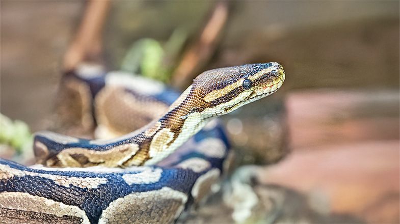 How to Tell if Your Snake is Healthy