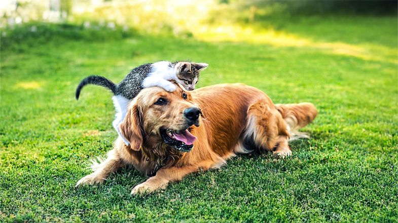 Introducing a New Kitten to Other Pets
