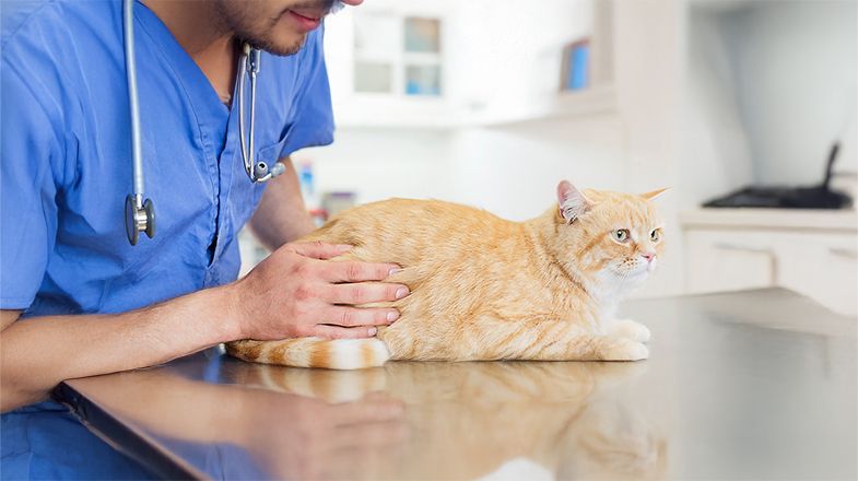 What to Expect When You Take Your Cat to the Vet