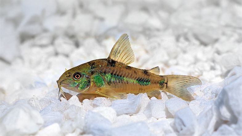 A Set-up Guide for Your New Catfish