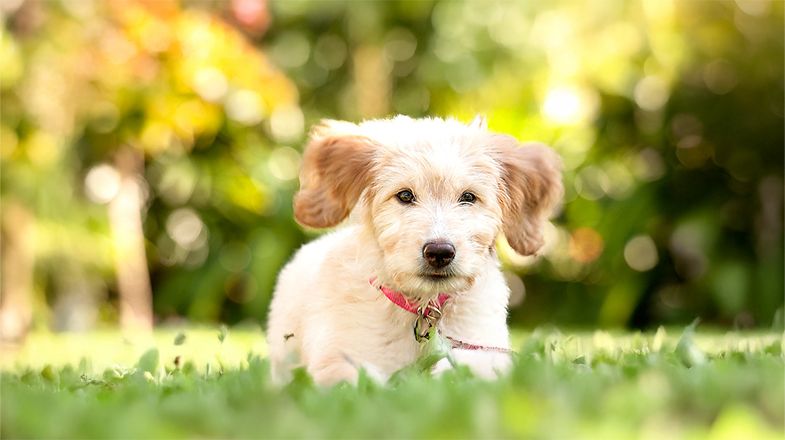 Dog running in the grass