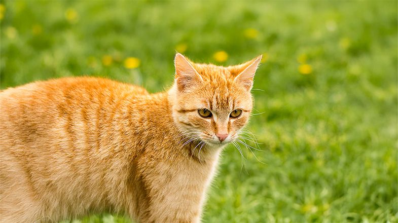 Why Is My Cat Eating Grass?