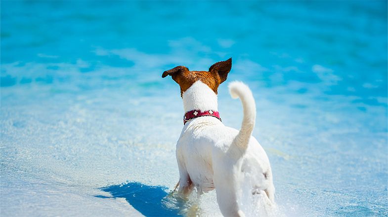 Water Safety Tips for Dogs