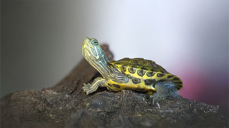 10 Things You Need to Know About Keeping Reptiles as Pets