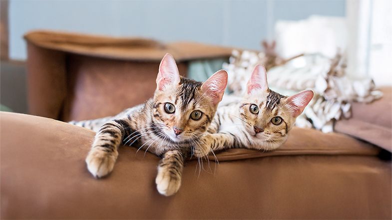 Litter Box Training Tips