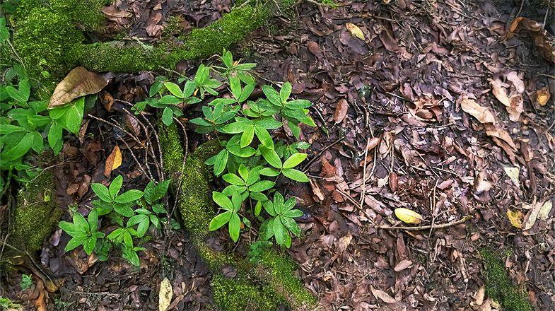 How Does a Bioactive Environment Enhance My Reptile’s Home?