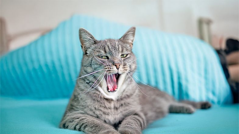 Diets for Cats with Hairball Issues