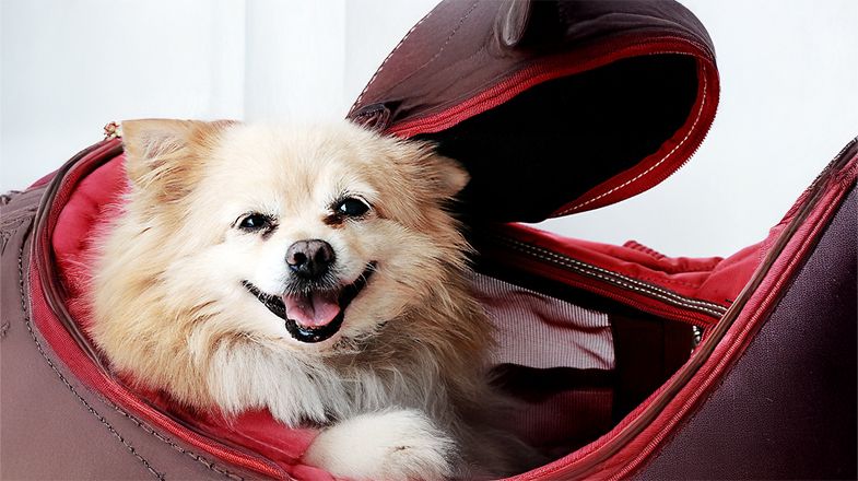 Air Travel with Pets