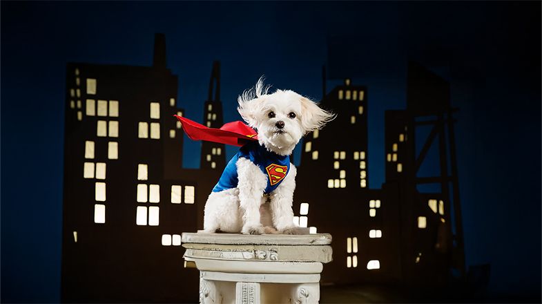 Costume Tips for Your Dog this Halloween