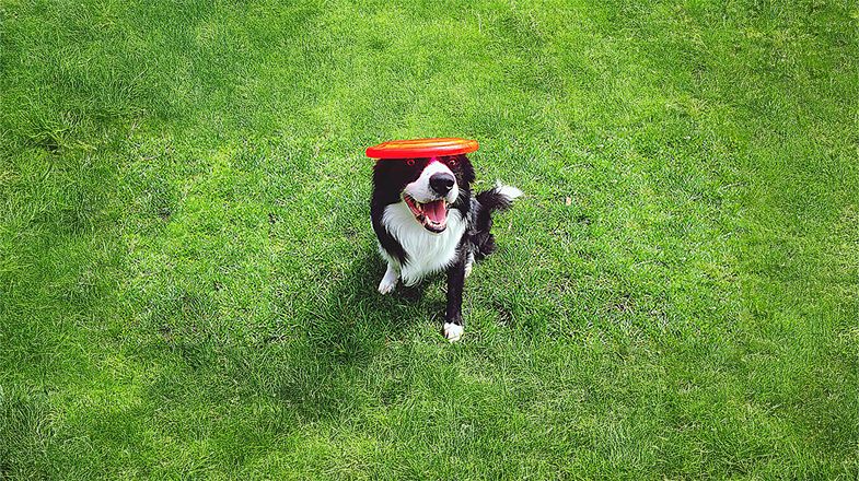 Keep Your Dog out of Trouble with a Treat-dispensing Toy