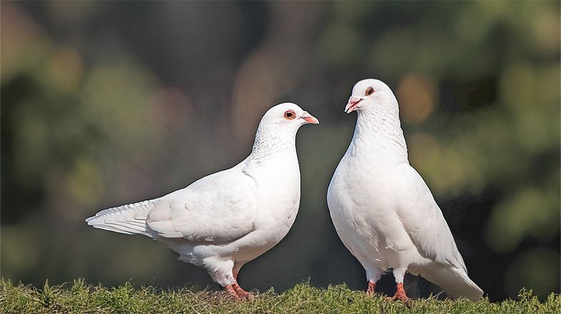 A Set-up Guide for New Dove Pet Parents
