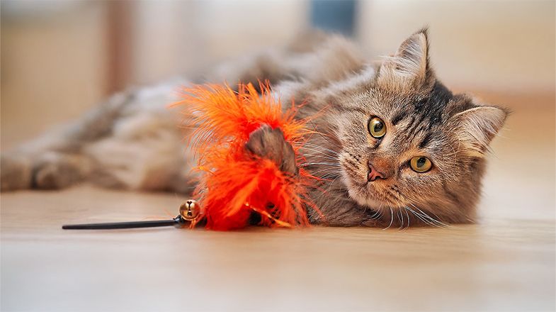 Why is My Cat Eating Weird Things?