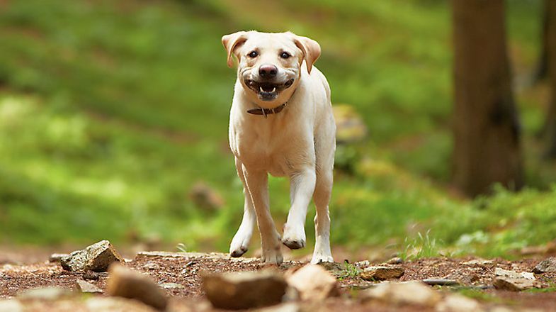 Tick Removal and Prevention Tips