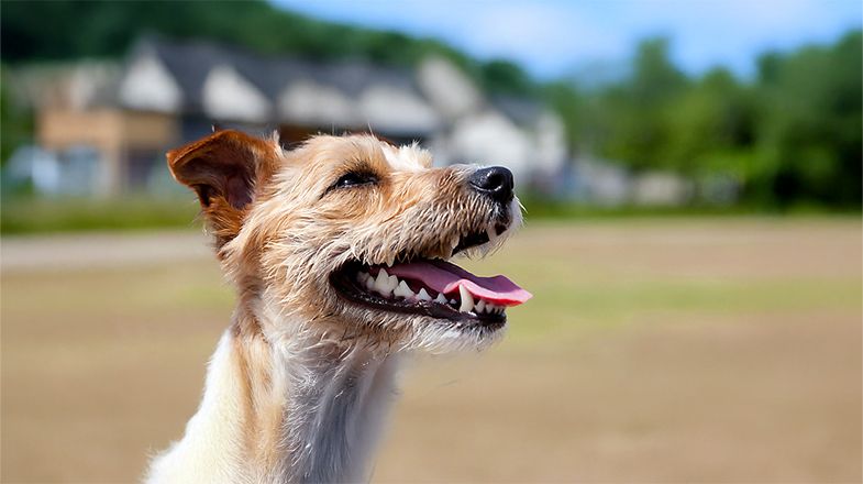 Learn About Dental Health for Dogs