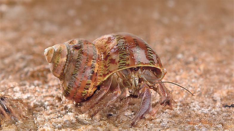 Hermit Crab Care Guide