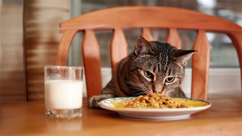 What Can I Feed My Cat?