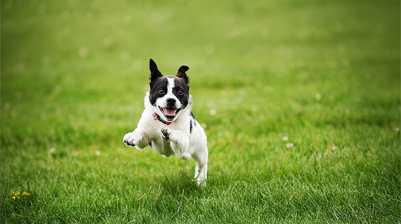 What is Limited-Ingredient Dog Food?