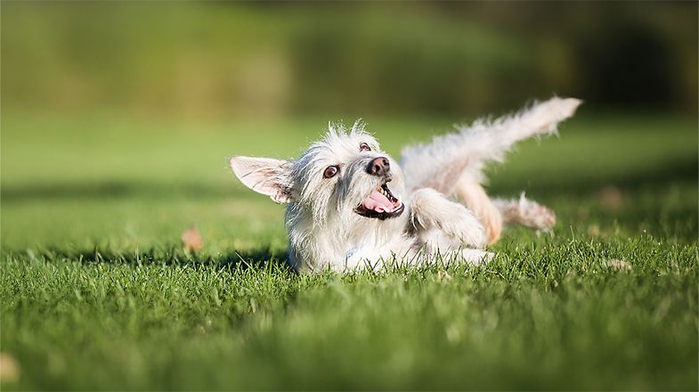 Happy dog rolling in the grass