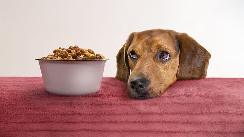 What Should I Do If My Dog Won’t Eat?