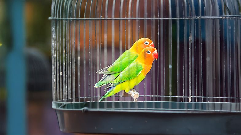 A Set-up Guide for New Lovebird Parents