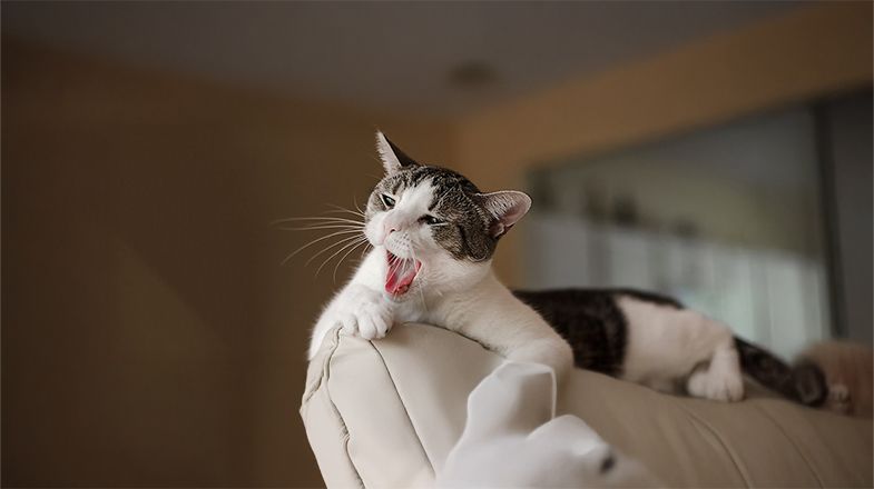 Should I Let My Cat Go Outside?