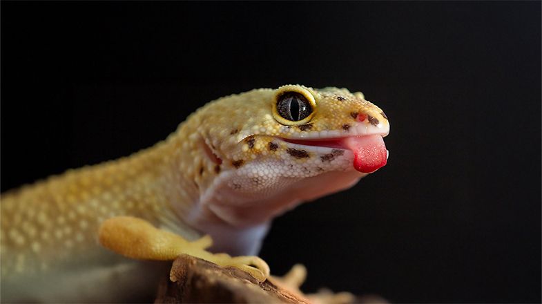 What Should I Feed My Leopard Gecko?